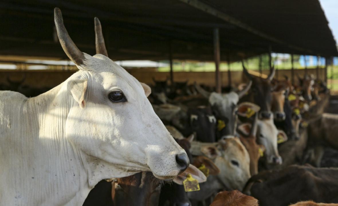 Cow urine has harmful bacteria, says study