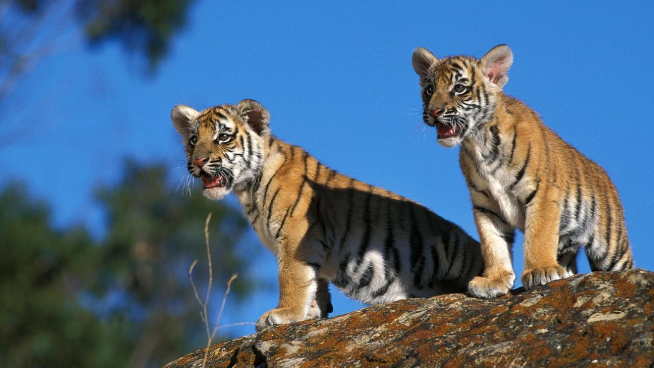 Madhya Pradesh: Tiger cub found dead; territorial fight suspected