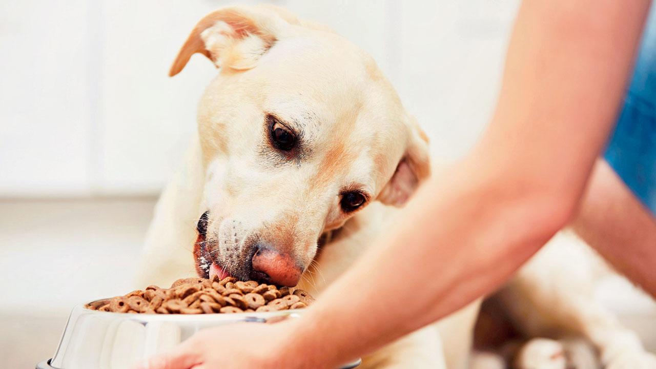 These pet parents-turned-entrepreneurs prepare wholesome meals for our pets