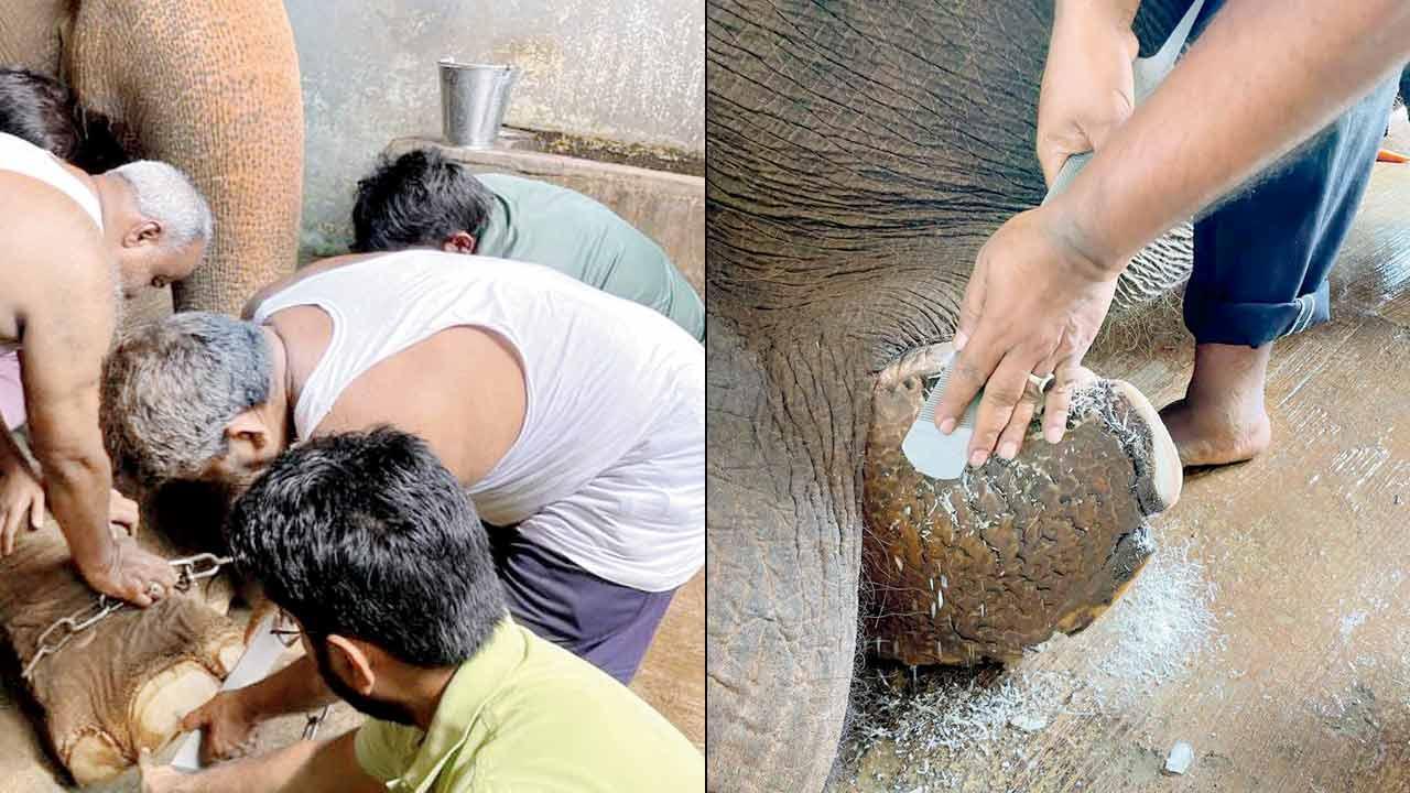 Mumbai: How routine pedicure keeps keep Byculla zoo’s sole elephant on her toes