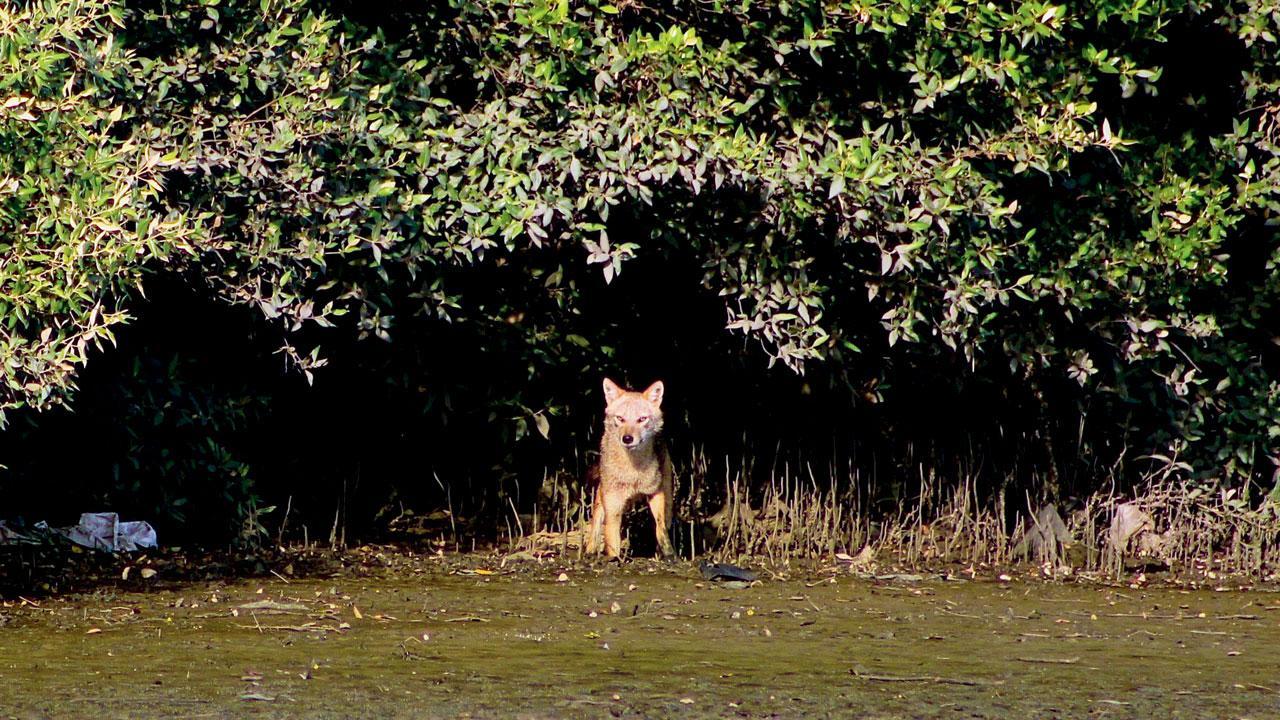 Thane: Golden jackals spotted at flamingo sanctuary