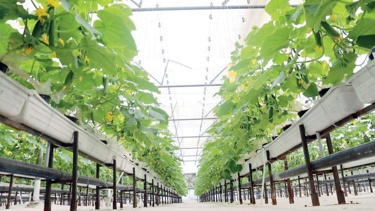The chambers use nutrient-rich RO-purified water instead of soil