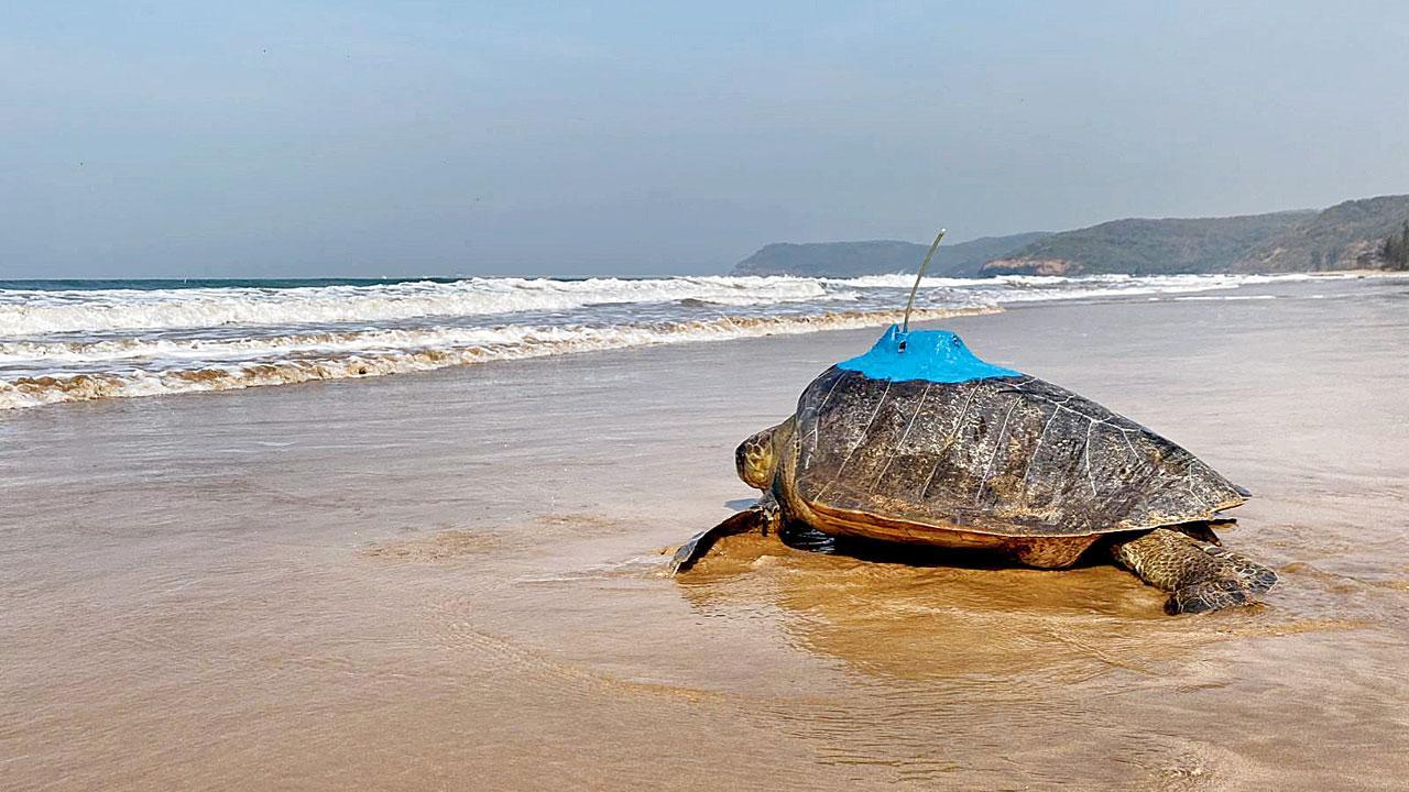Satellite-tagged olive ridleys make their way to Goa Satellite-tagged olive ridleys make their way to Goa