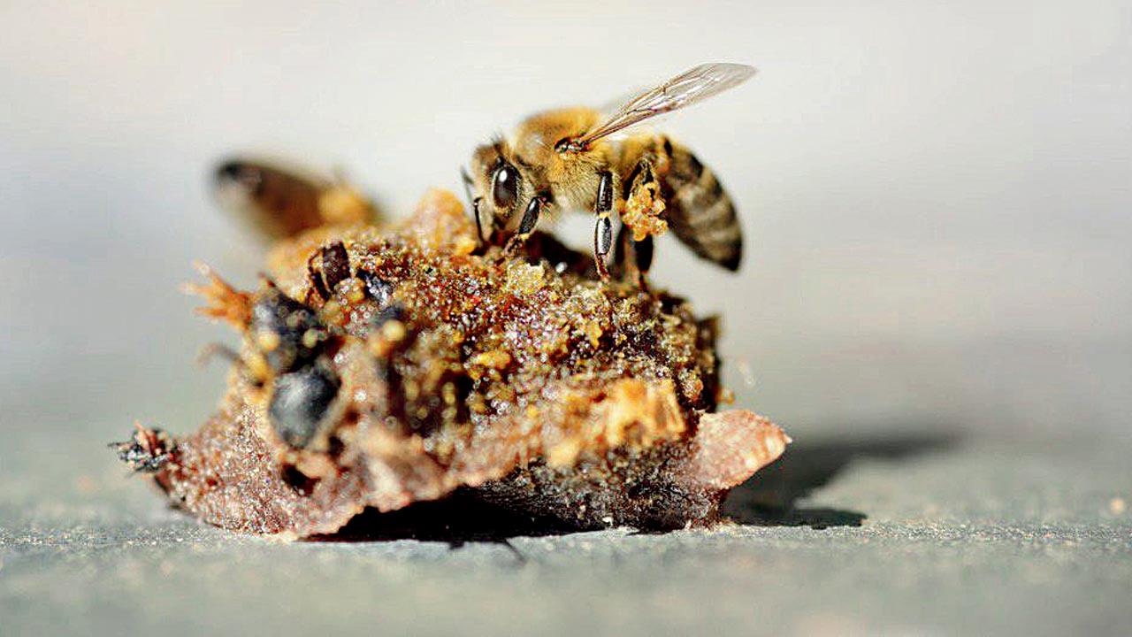Not new to civilisation, bee glue has been used for embalming, oral health and even to treat wounds on fish. It’s what bees regurgitate after ingesting pollen, plant resin, and tree sap