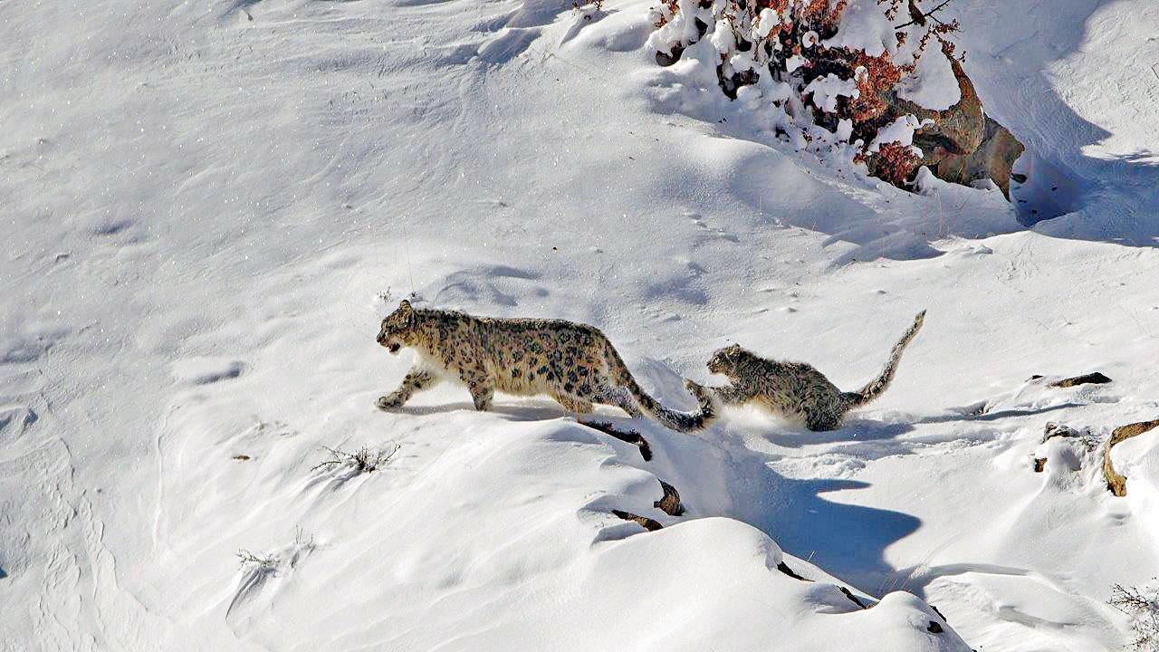 Pema with her cub moving away to safety at the slightest disturbance