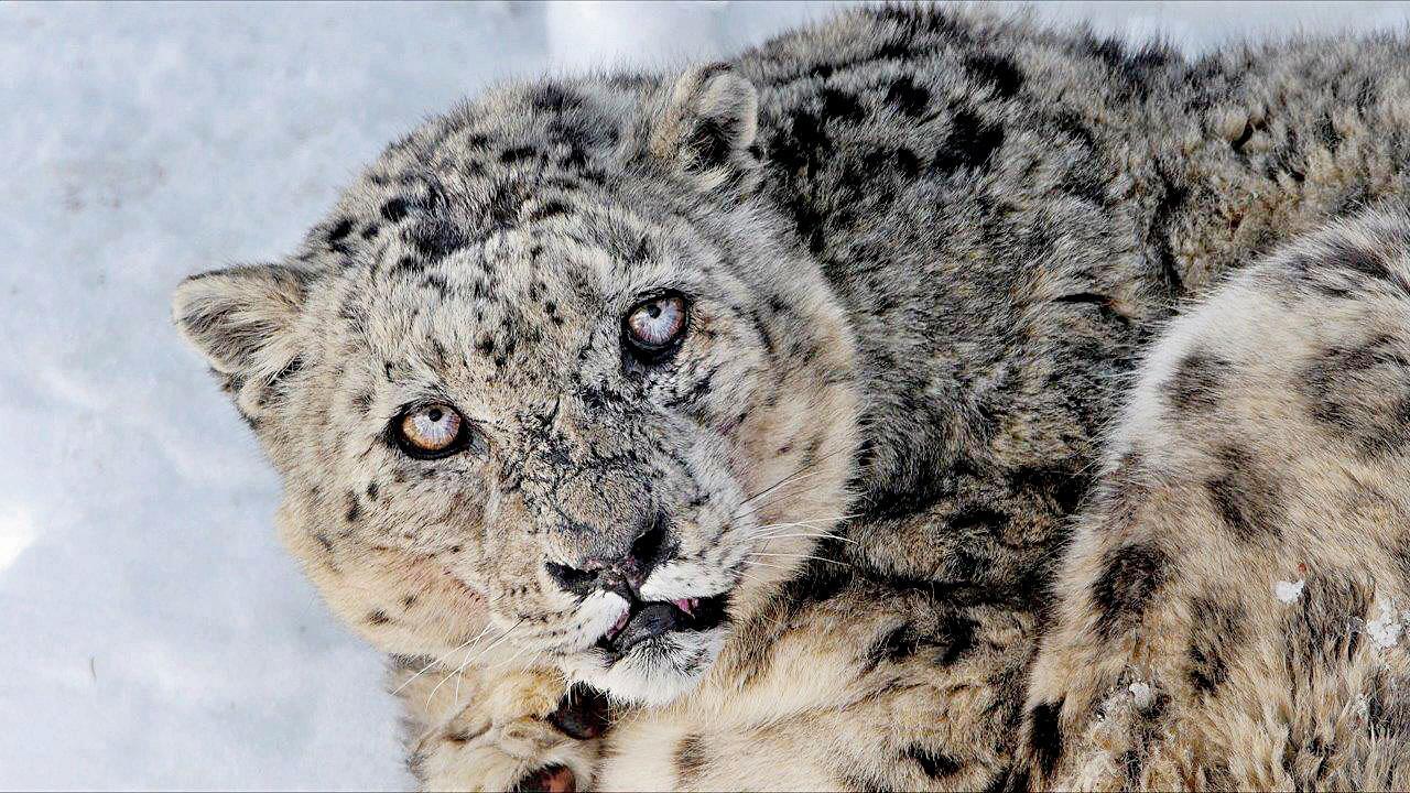 This new film puts the spotlight on the elusive snow leopards of Spiti