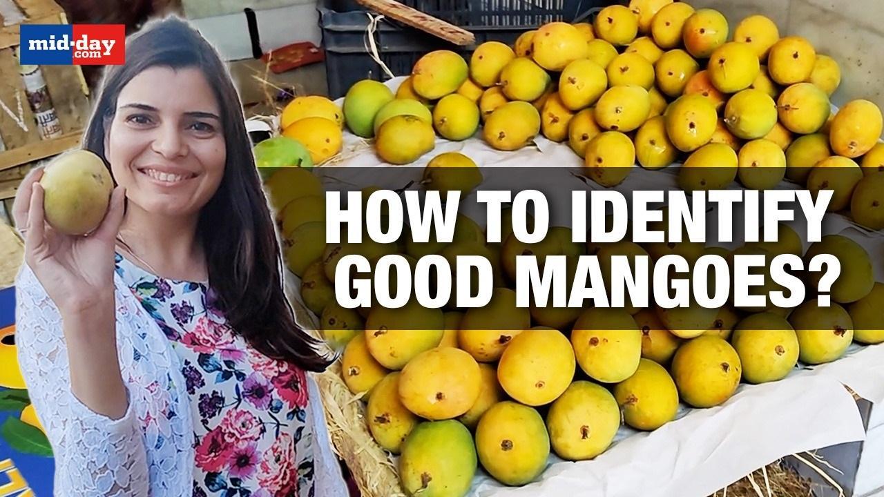 Roaming In Mumbai For Best Mangoes | How To Identify The Right Mangoes