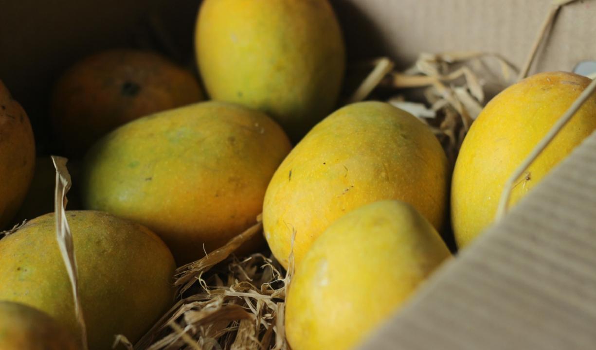 Maharashtra: Alphonso mangoes now available on EMI in Pune