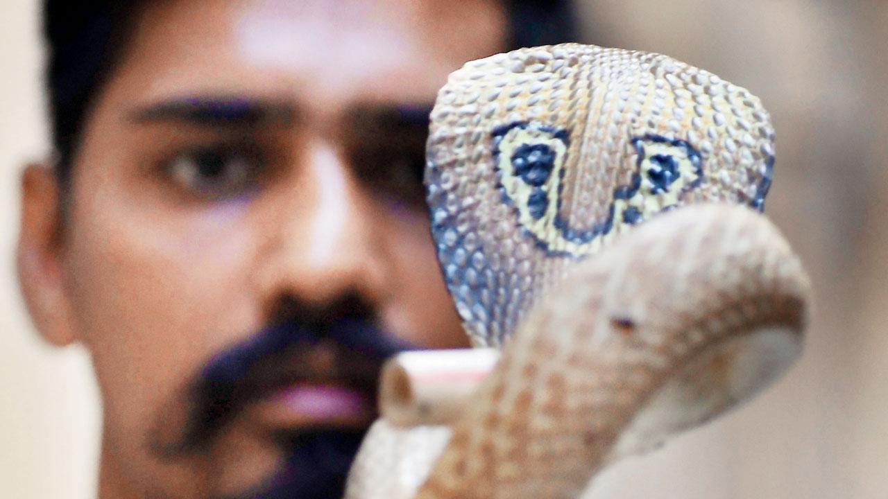 Snakebite Assistant to help docs figure out venom management