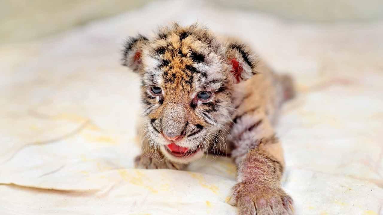 Last surviving cub at Sanjay Gandhi National Park shows improvement