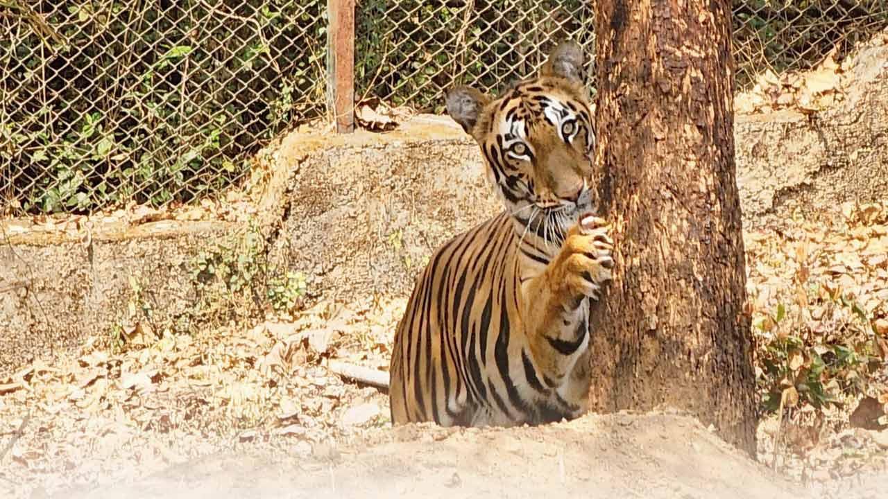 Mumbai: Third SGNP cub dies, fourth in critical state