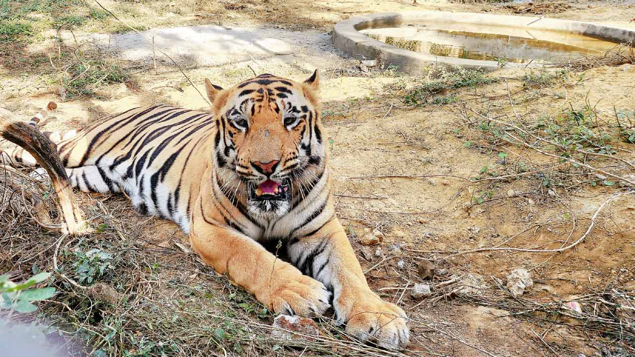 Srivalli, the tigress that delivered the four cubs on March 25 this year. File pics