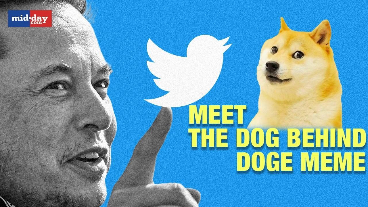 Meet Kobasu - Elon Musk’s Twitter Logo Inspiration From ‘Doge’ Meme