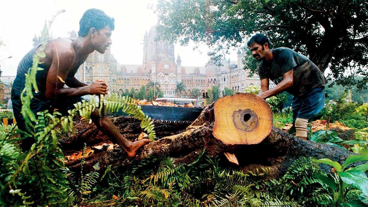Mumbai: 1,687 trees in Vikhroli under threat of being axed