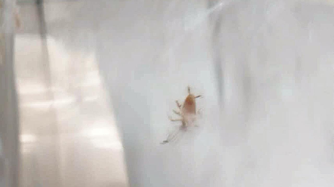 A dead cockroach inside a water bottle allegedly provided by the builder