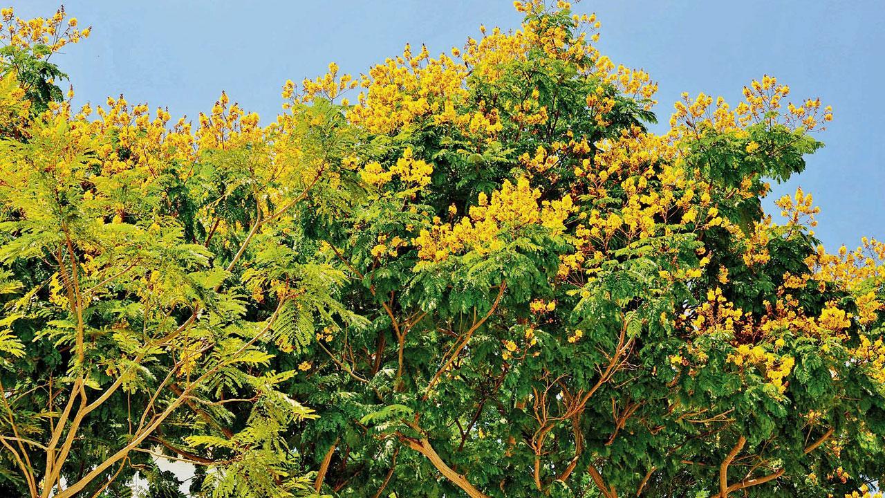 Mumbai: BMC duplicity irks Bandra residents