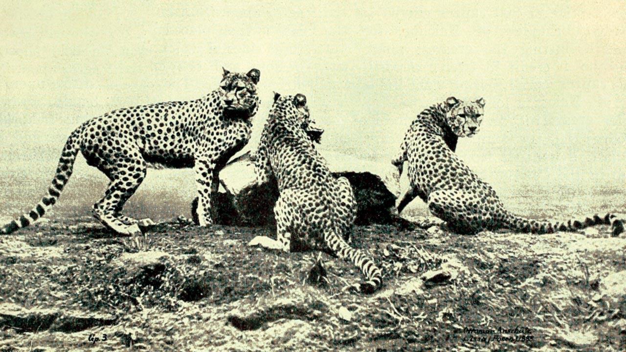 ‘African cheetahs were imported into India as early as 1918’