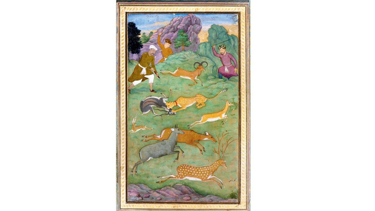 Antelope and deer hunt, circa 1602-1604. The Mughals used trained cheetahs to capture prey during hunting expeditions in the wilderness. The animal’s population began to shrink, sometime around the reign of Aurangzeb (1658 to 1707). “They [the Mughals] were taking out huge numbers of cheetahs from the wild,” says Divyabhanusinh. Pic/Getty Images