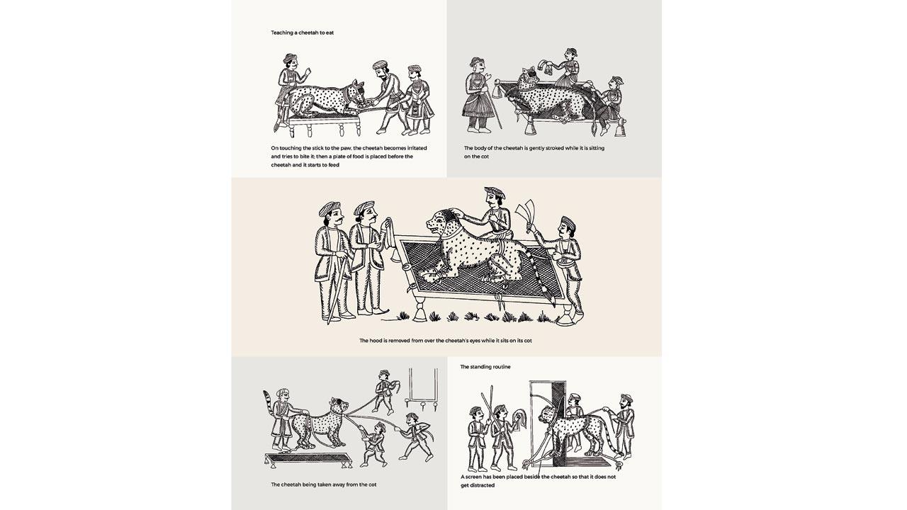 1. Teaching a cheetah to eat: On touching the stick to the paw, the cheetah becomes irritated and tries to bite it; then a plate of food is placed before it; 2. Its body is gently stroked while it is sitting on the cot; 3. The hood is removed from over the cheetah’s eyes while it sits on its cot; 4. The cheetah being taken away from the cot; 5.  A screen has been placed beside the cheetah so that it does not get distracted Drawings by Risaldar Kanwar Balwant Singh Panwar, author of the Sa’idnamah-i Nigarin, 1904