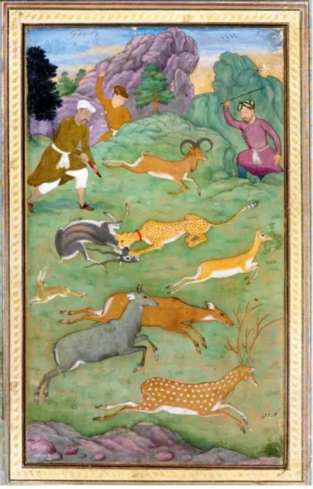 The Mughals used trained cheetahs to capture prey during hunting expeditions. The animal’s population began to shrink, around the reign of Aurangzeb