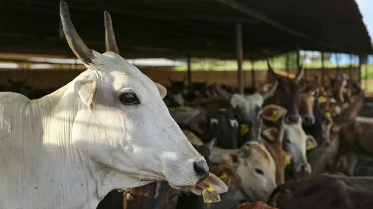Cow vigilantes kill cattle trader in Karnataka