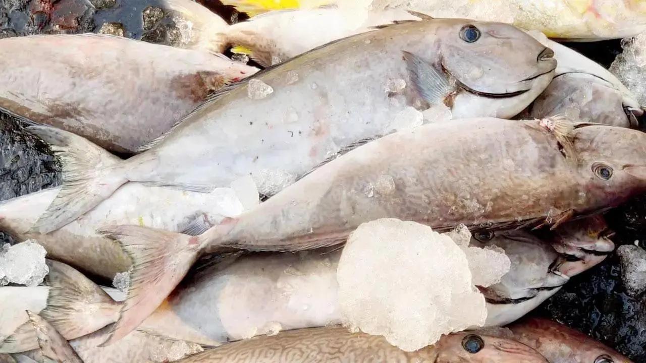 Large number of fish found dead on banks of river Godavari in Nanded