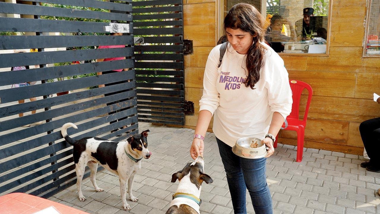 Human-pet conflict: Why attacks by stray pets are on the rise in India?