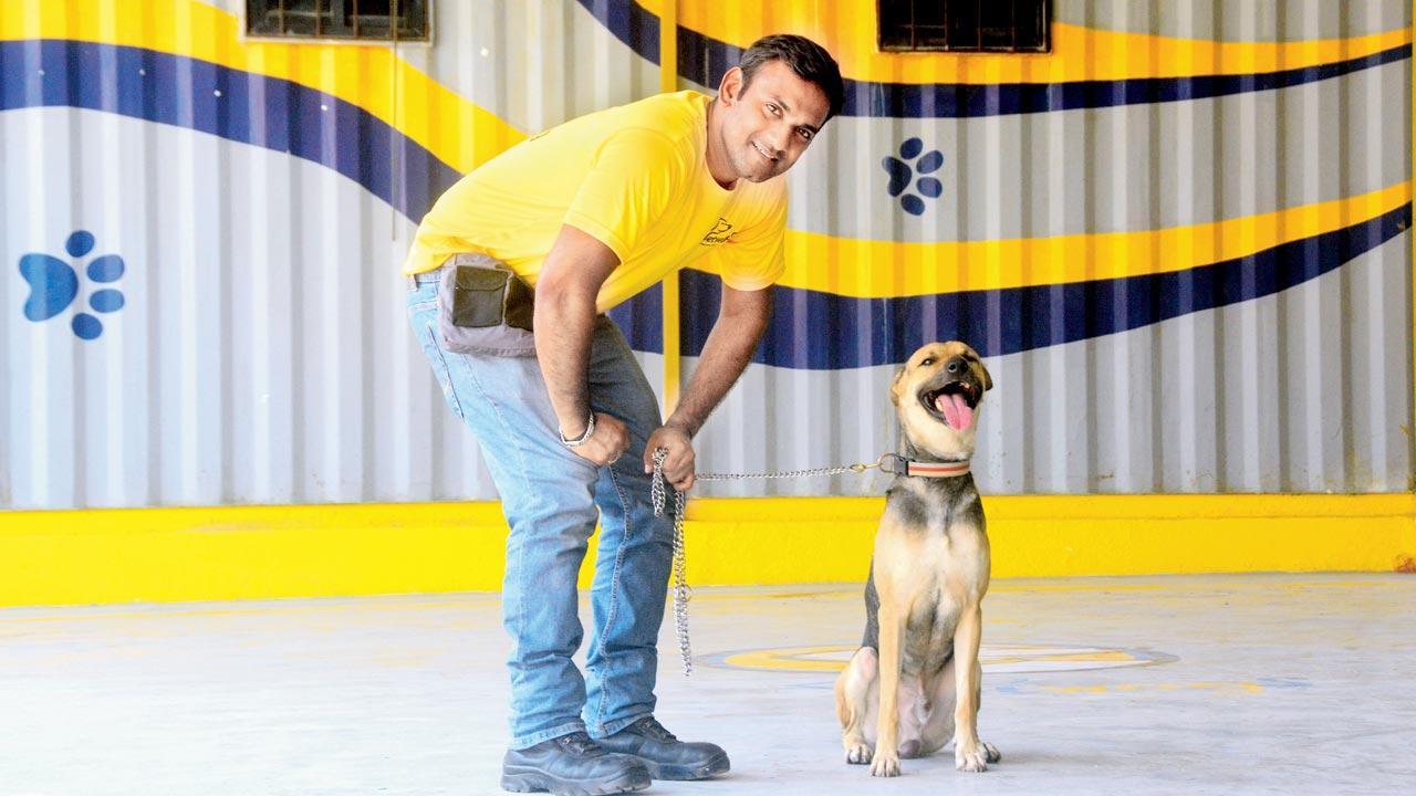 Facilities such as Srinivas Jakkani’s in Thane are sometimes the last resort for dogs who don’t like humans. Being housed here comes at a price, considering the training involved, and the risk to the humans handling them. Pic/Nimesh Dave
