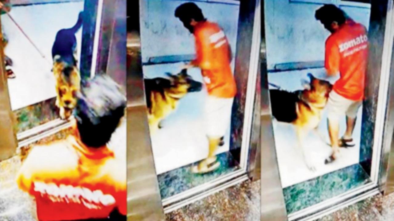 A GSD lunged at delivery agent Narendra Periyar last year at a housing society in New Panvel,  leaving him bleeding