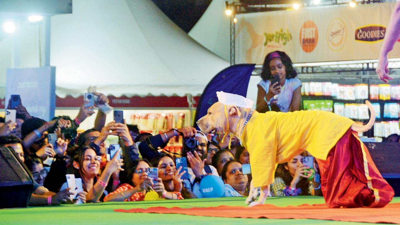 Pet fairs and festivals, with loud speakers, costumes, crowds, innumerable dogs of various sizes—and sometimes prey and predator species together—are highly stressful for sensitive dogs who don’t like other dogs or people. It often makes aggression and anxiety worse. Pic/Satej Shinde