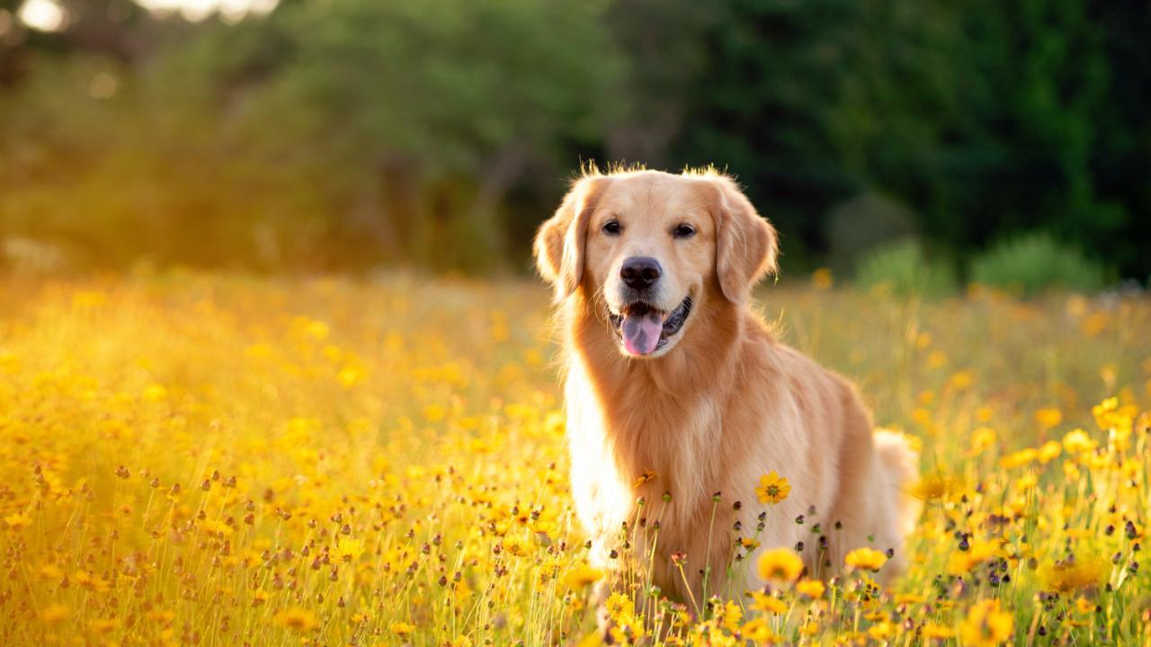 Did you know that pumpkin can boost the brain functioning of your dog?