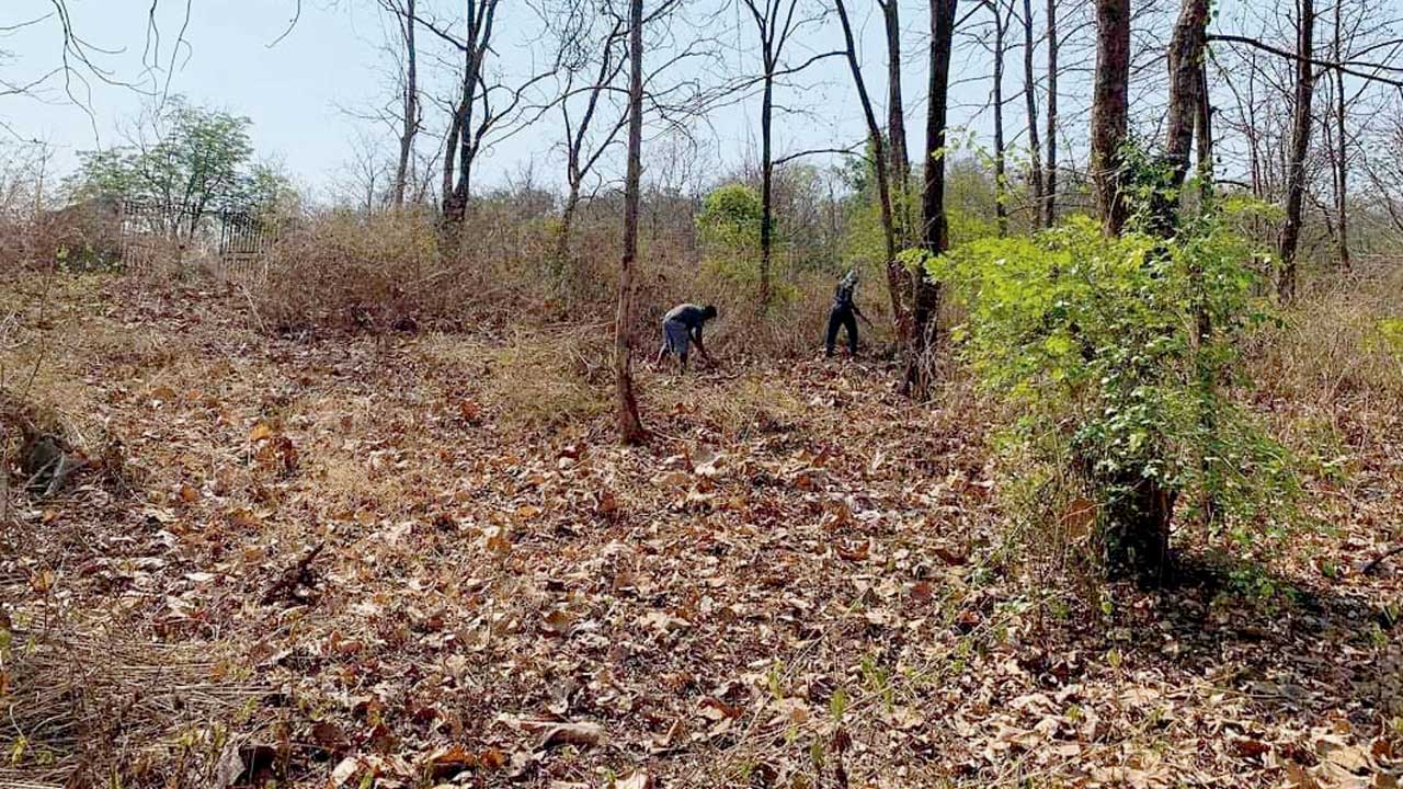 The land for a model butterfly garden in Tembhare, Karjat
