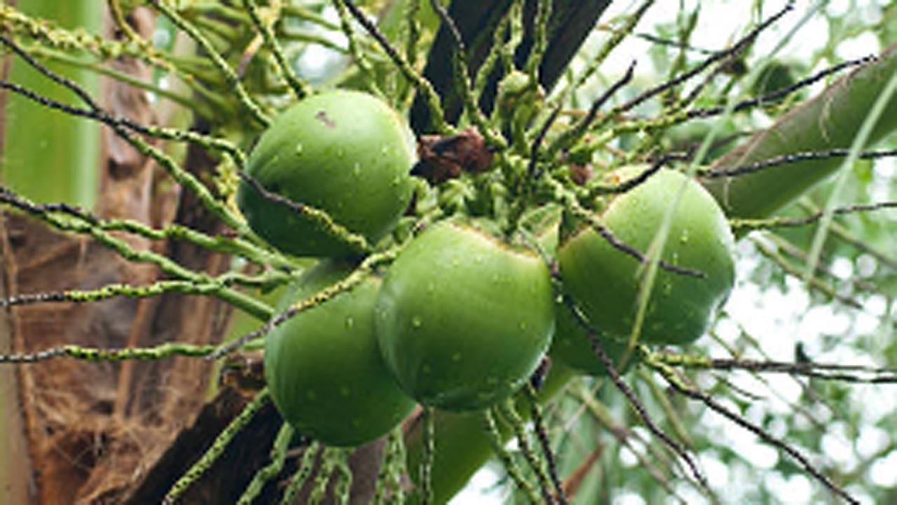 Mumbai: Lure of free coconut leads to assault