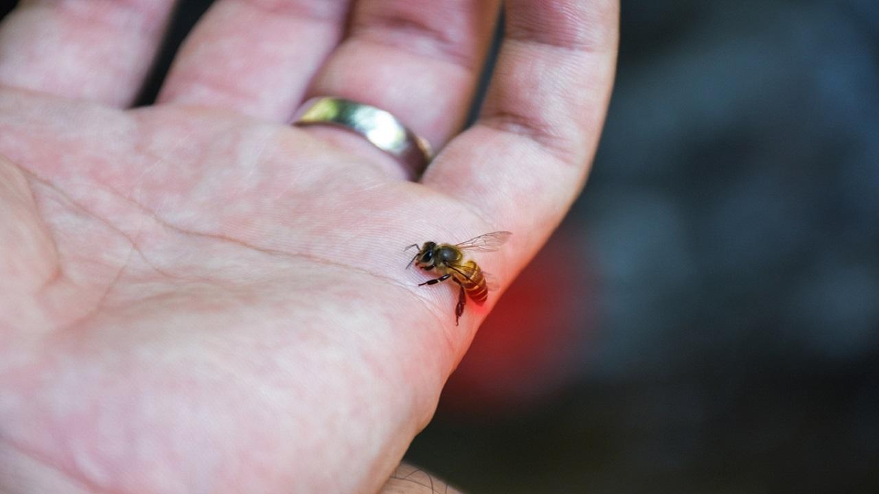 Maharashtra: Two killed, four injured in bee attack in Chandrapur