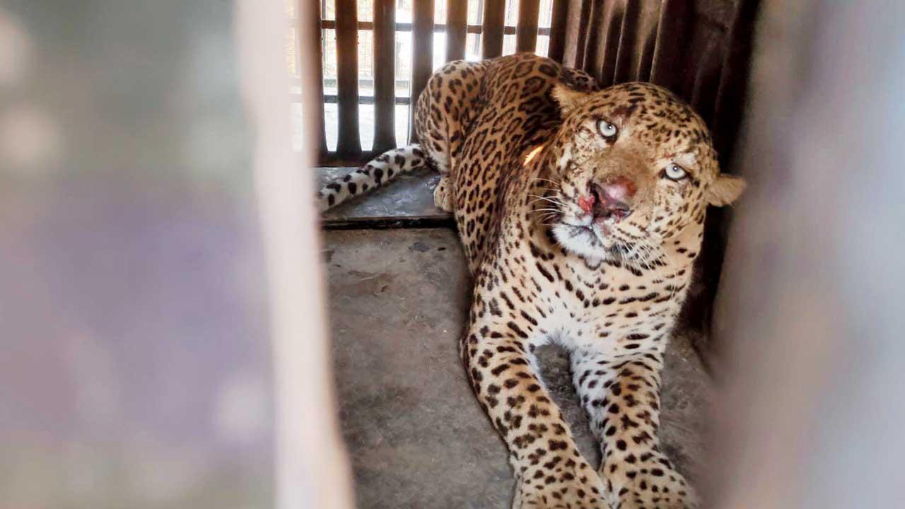 Man-animal conflict costs Maharashtra Rs 450 cr over past 10 years