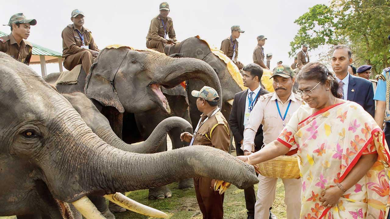 Society responsible for human-elephant conflict, says President Droupadi Murmu