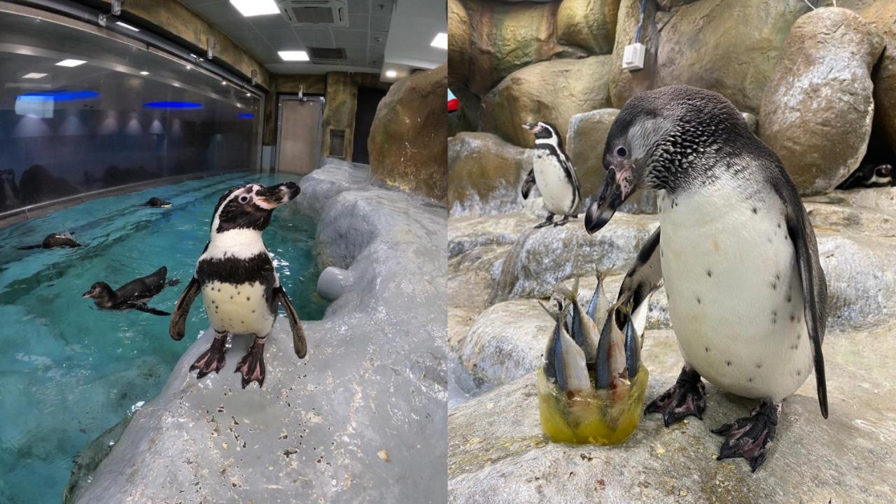 Ever since the penguins arrived at the Byculla Zoo facility, they have been kept in a quarantine environment with temperatures regulated between 16-18 degrees Celsius. This prevents any weather turmoil from affecting the flightless birds. Photo Courtesy: Madhumita Kale