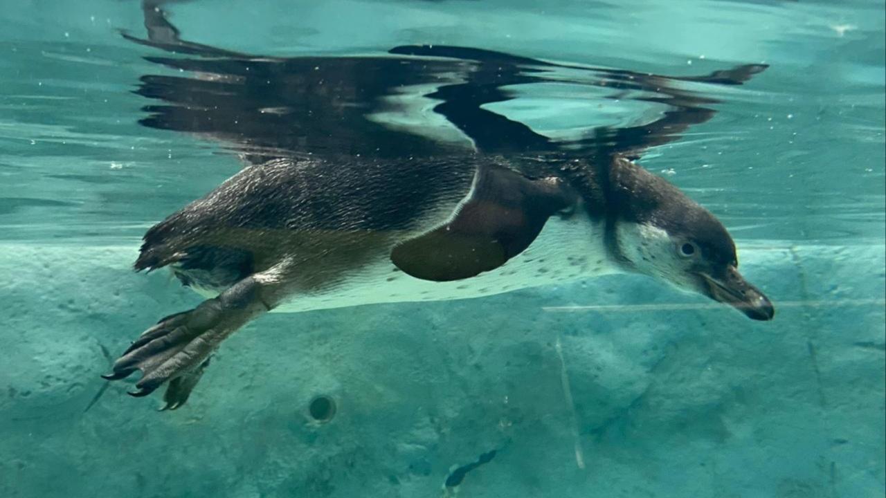 Humboldt Penguin swimming at the artificial facility in the Byculla Zoo. Photo Courtesy: Madhumita Kale