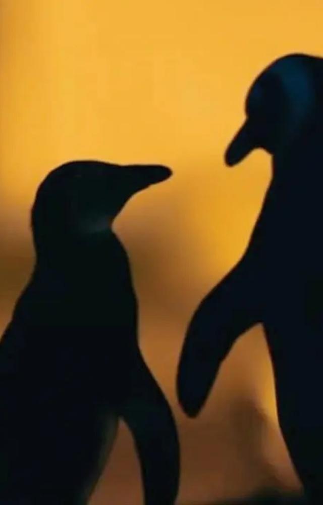 The 8 penguins were namely Bubble, Mr Molt, Donald, Daisy, Popeye, Olive, Dory and Flipper. Sadly, in October 2016, Dory succumbed to a bacterial infection
