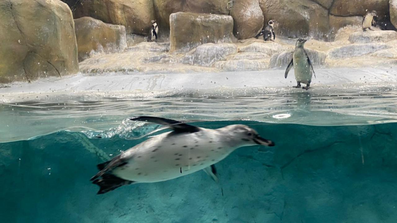 In 2016, three male and four female penguins were brought from Seoul and inducted into the Mumbai zoo. Under constant care and monitored breeding, the penguin population is expected to go up this year. Photo Courtesy: Madhumita Kale