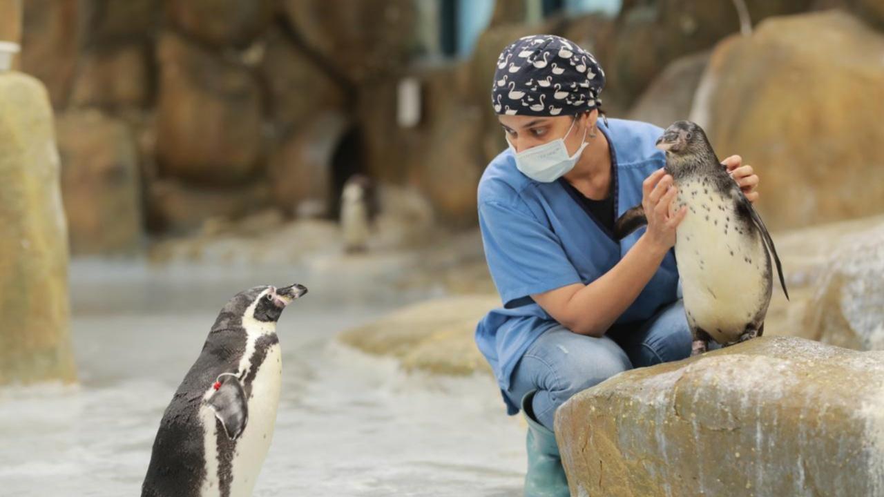 Veterinary doctor Madhumita Kale currently heads a team of eight members, including doctors and zookeepers, who look after the penguins round the clock, in three shifts of eight hours each. Photo Courtesy: Madhumita Kale