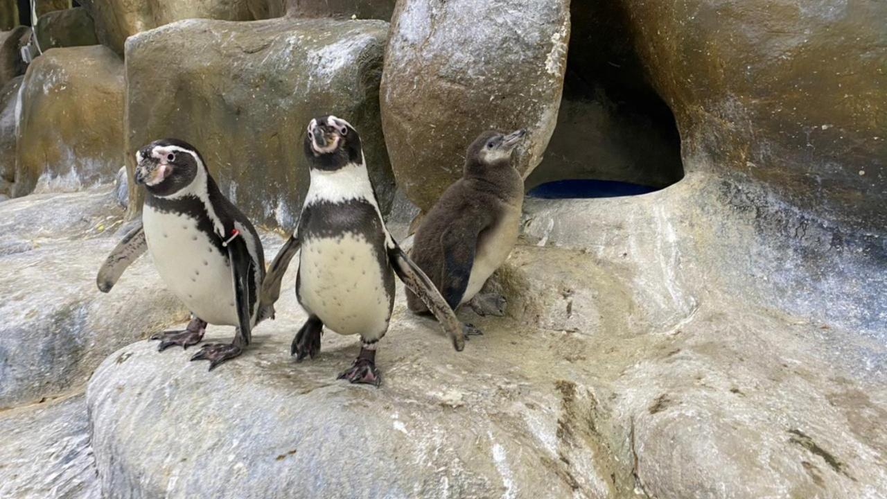Going by the names of Oreo, Oscar, Donald, Daisy, and more, doctors at the facility can identify just by seeing them. For visitors and new team members, the flippers of penguins have been tagged with different colour codes for better identification. Photo Courtesy: Madhumita Kale