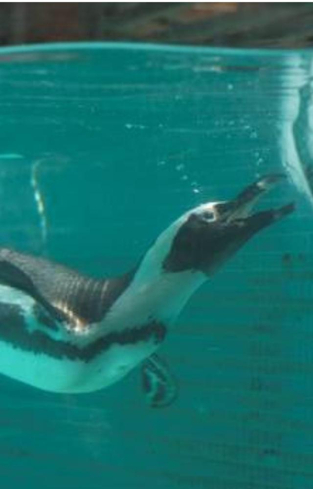 Under its revamp project, the Byculla zoo bought 8 Humboldt penguins from Seoul, South Korea on July 26, 2016, at the cost of Rupees 45 crore