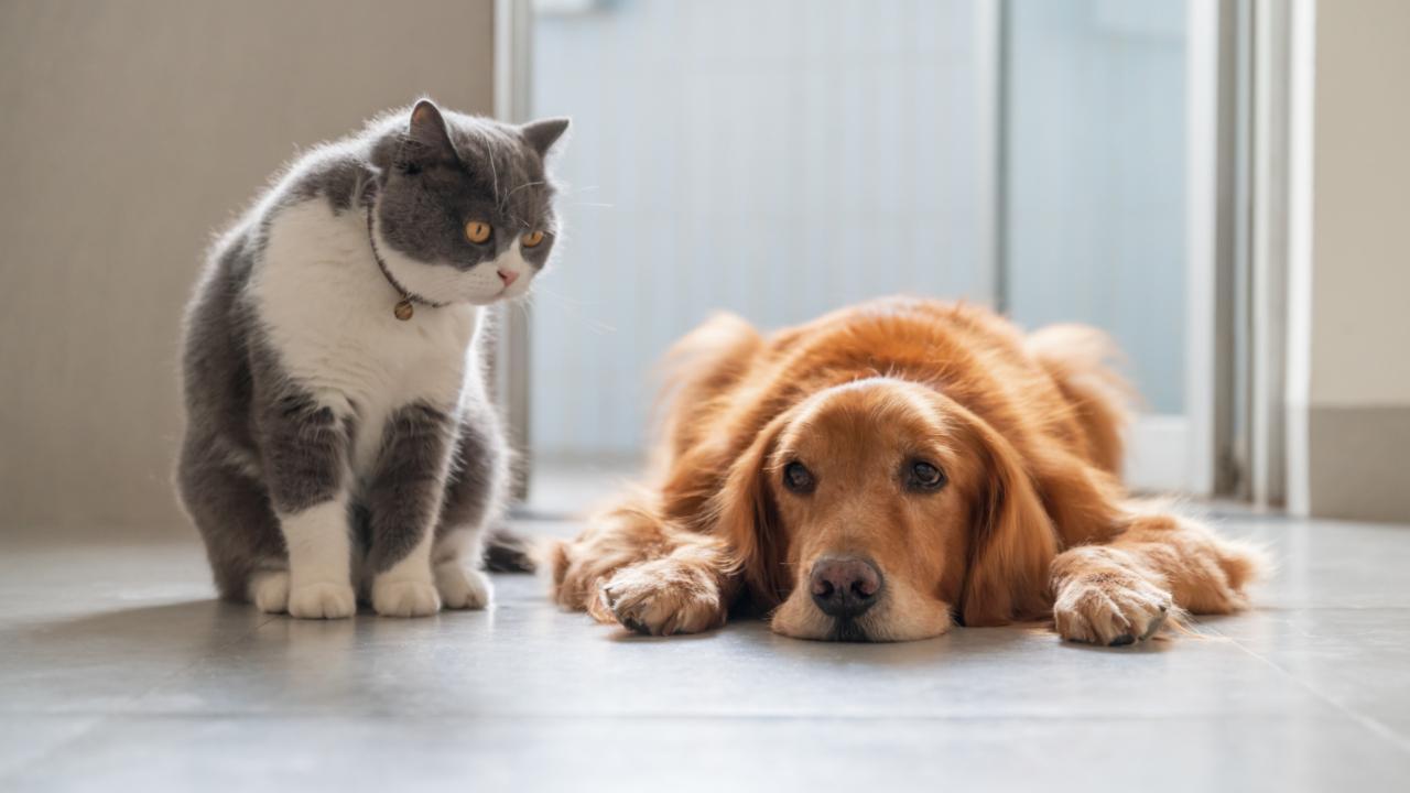 National Pet Day: Nutritional tips for your dogs and cats during summer
