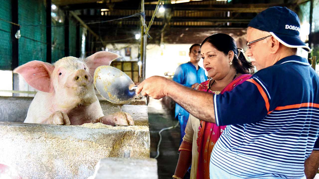 Valerian and Regina Fernandes feed one of their ‘babies’ at the Gargi Genetics Pvt Ltd farm in Vasai. Set up by Sandeep Mestry, a Chartered Accountant, and Dr Nitin Malekar, a geneticist, GGPL partners with pig farmers in Maharashtra, providing funding and technical know-how to develop the state’s formerly disorganised pig farming industry. From just the Vasai farm, GGPL sends 120 pigs every month to Northeast India; the biggest  Indian market for pork today. Pics/Nimesh Dave