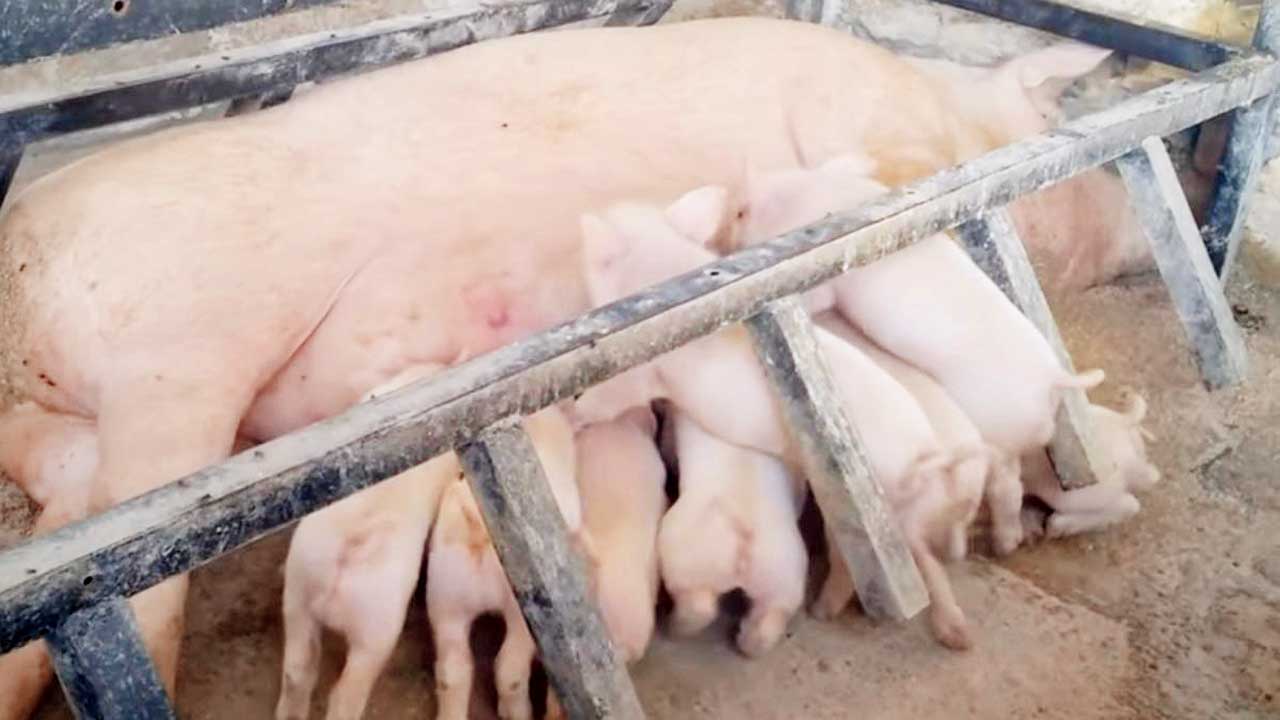 A sow with her piglets in a farrowing crate. Sows spend their entire pregnancy in restrictive gestation crates and are later moved to farrowing crates, which are not much larger but allow for the piglets to suckle. Pic courtesy/PETA 