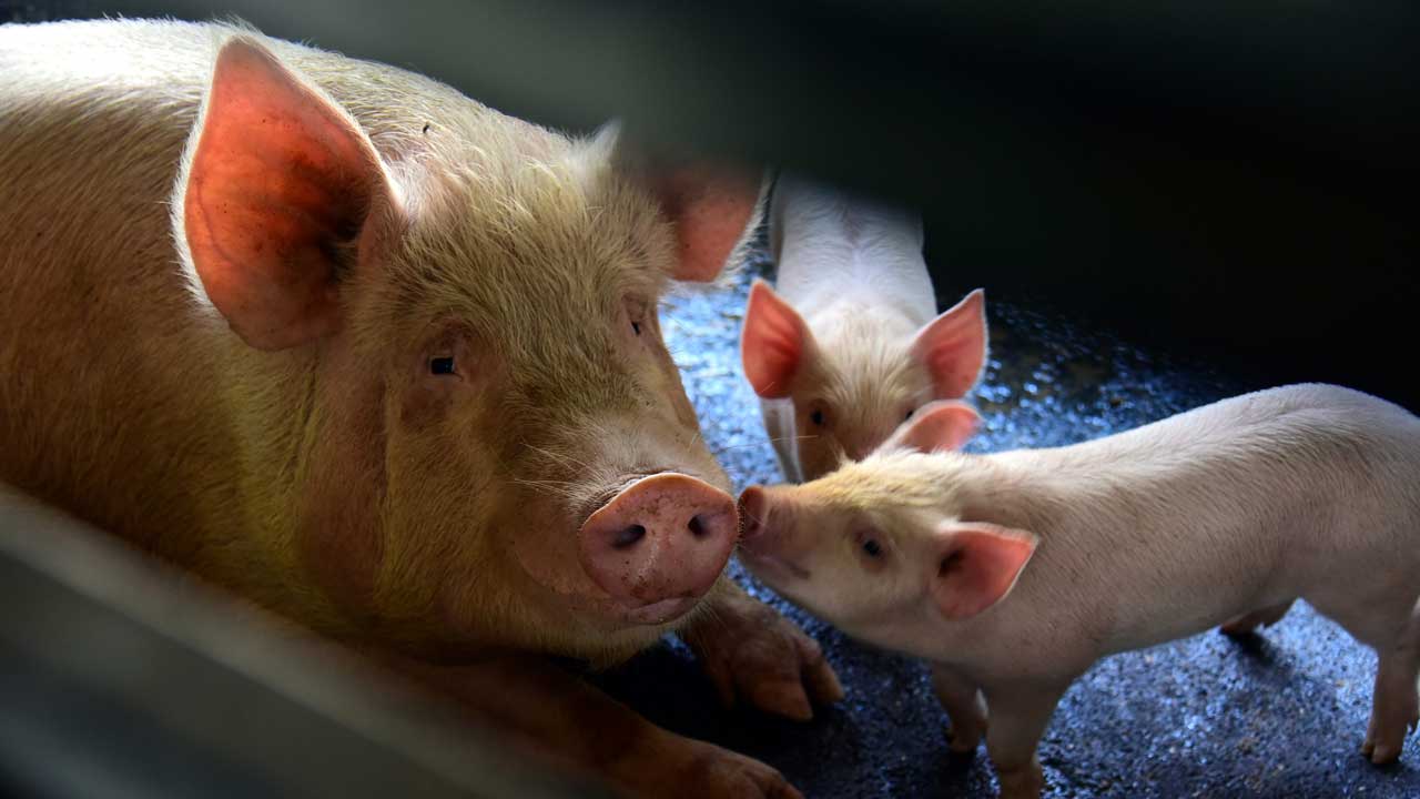 At the GGPL pig farm, sows that have just given birth are lodged in larger enclosures along with their offspring. These enclosures have metal bars the piglets can nestle behind on sensing their mother is about to keel over from sleepiness