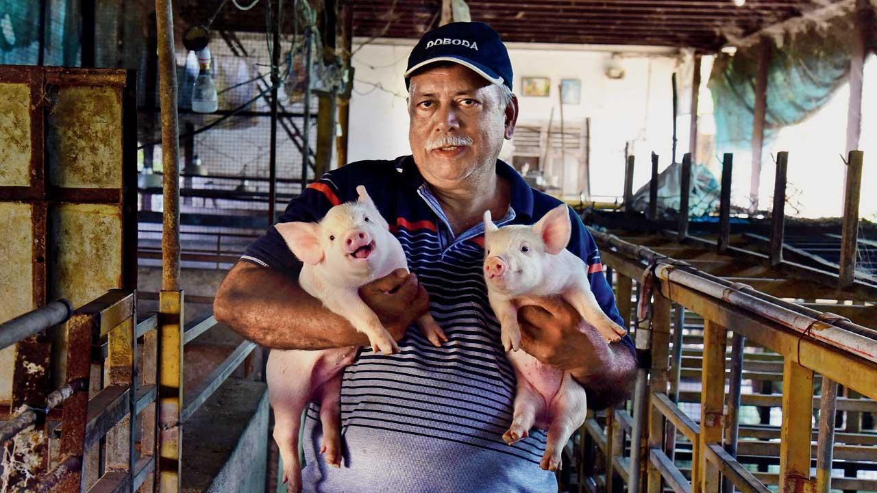 Will Maharashtra lead the competition for pig farming in India?