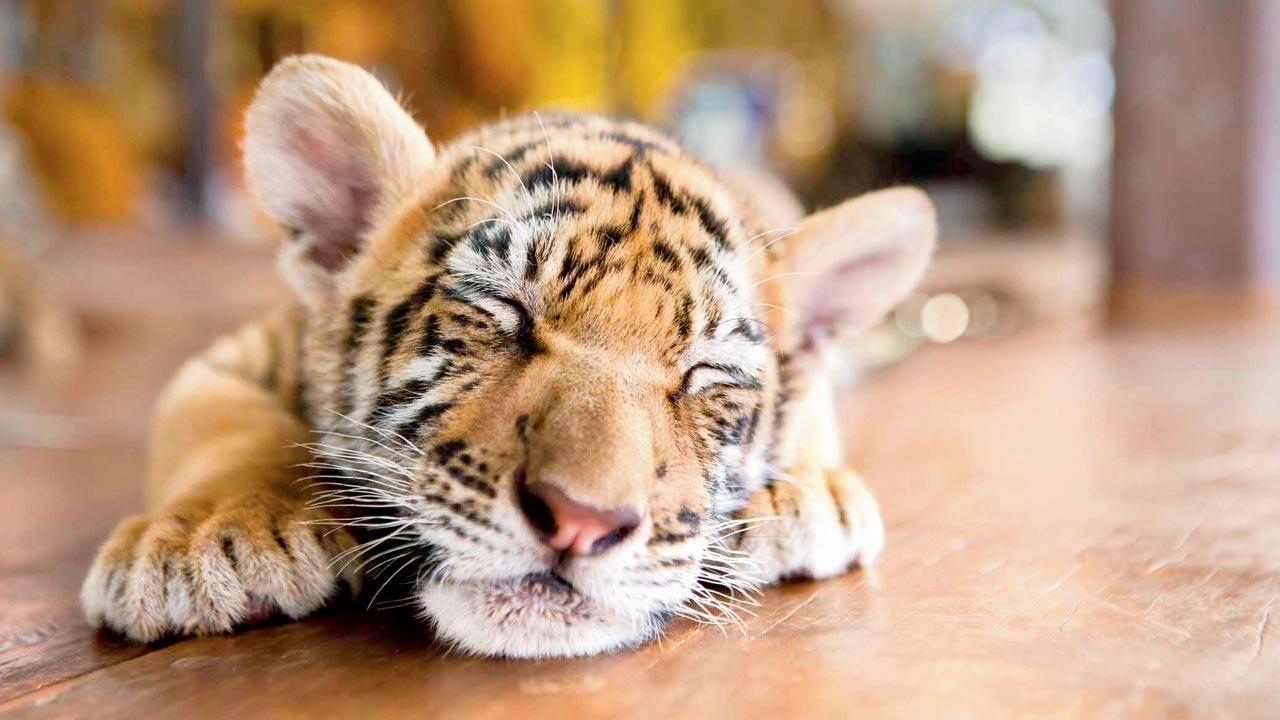 SGNP’s survivor cub on the mend