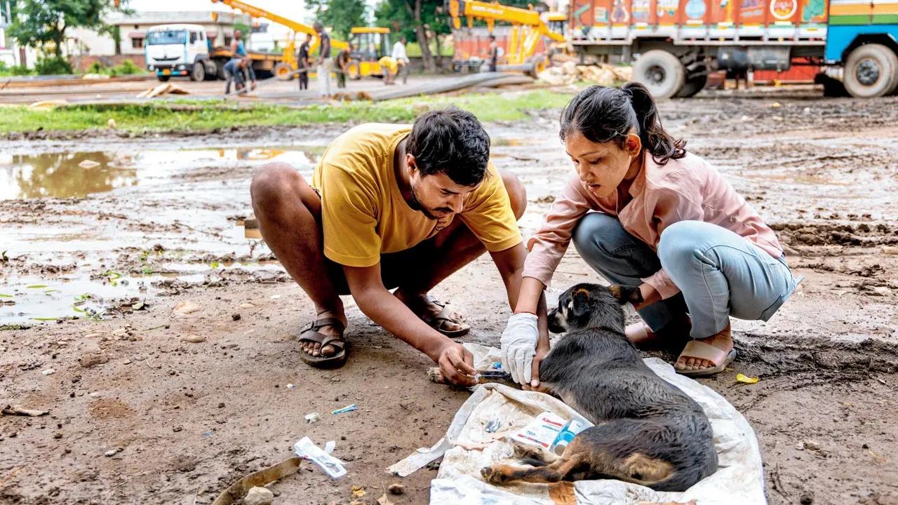 Abhishek Giri and Anjali Mehta treat a puppy with distemper at a steel warehouse in Dehradun